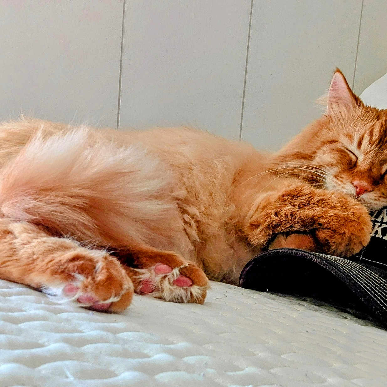 Sunny is registered to the contest to win money with this photo: bed, cap, cat, cozy, cute, feline, fluffy, fur, hat, indoor, mattress, nap, orange_cat, paws, pet, pink_paw_pads, relaxed, resting, sleeping, whiskers