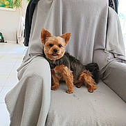 Ulys a rejoint le concours — aidez-le/la à gagner de superbes lots ! dog, yorkshire_terrier, pet, small_dog, sitting, armchair, blanket, indoor, living_room, cozy, cute, fur, ears, tongue, floor, tile_floor, plant, home_decor, furniture, portrait