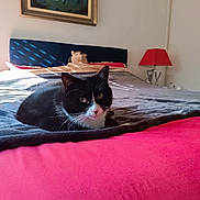 Naya participe au concours pour gagner de l'argent avec cette photo : cat, bed, blanket, red, blue, headboard, stuffed_animal, painting, wall, sunlight, shadow, indoor, cozy, feline, pet, resting, comfortable, home, decor, quiet
