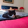 cat, bed, blanket, red, blue, headboard, stuffed_animal, painting, wall, sunlight, shadow, indoor, cozy, feline, pet, resting, comfortable, home, decor, quiet
