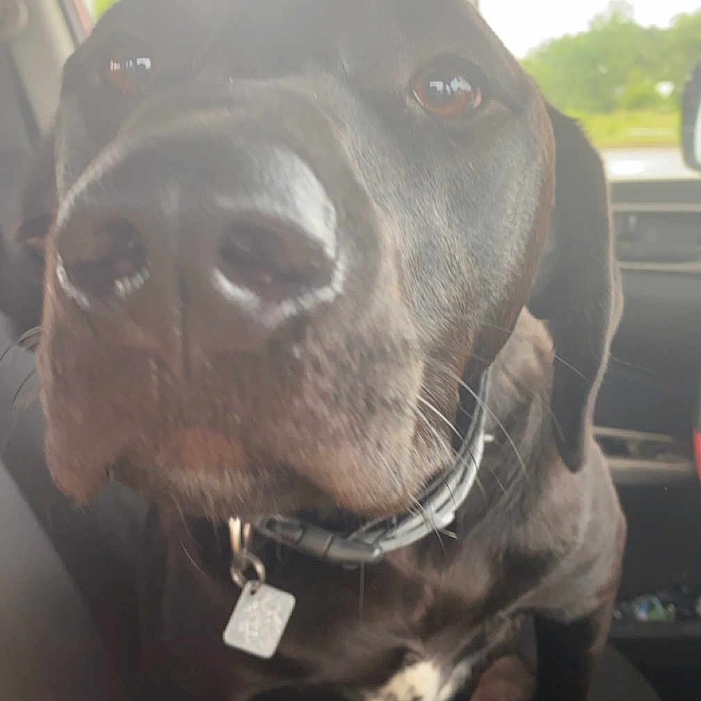 Percy is registered to the contest to win money with this photo: accessories, animal, belt, boxer, bulldog, canine, car, cushion, dog, greatdane, homedecor, hound, labradorretriever, pet, pointer, policedog, puppy, snout, transportation, vehicle