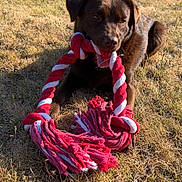 Vanille participe au concours pour gagner de l'argent avec cette photo : dog, brown_dog, rope_toy, playing, grass, outdoor, sunlight, pet, animal, canine, toy, chewing, nature, summer, fun, relaxed, daylight, mammal, young_dog, leisure