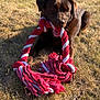 dog, brown_dog, rope_toy, playing, grass, outdoor, sunlight, pet, animal, canine, toy, chewing, nature, summer, fun, relaxed, daylight, mammal, young_dog, leisure