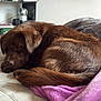 dog, sleeping, brown_dog, bed, blanket, purple_blanket, indoor, shelf, books, gaming_controller, cozy, pet, fur, resting, quiet, home, comfort, relaxation, animal, canine