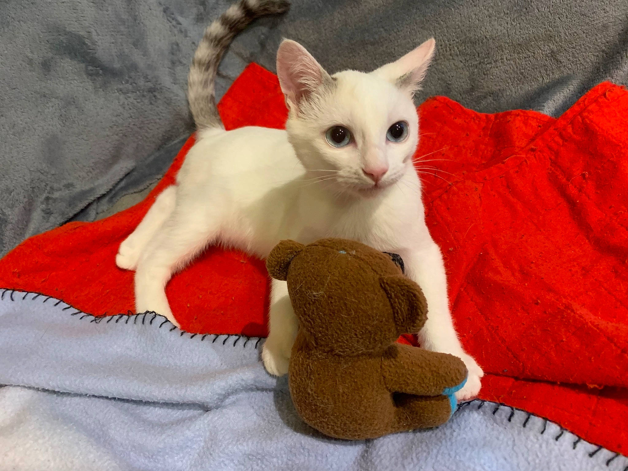 Lola a rejoint le concours — aidez-le/la à gagner de superbes lots ! carmine, carnivore, cat, claw, comfort, domestic_short_haired_cat, fawn, felidae, fur, linens, nap, pattern, paw, small_to_medium_sized_cats, snout, tail, textile, toy, whiskers, woven_fabric