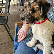 Bobby participe au concours pour gagner de l'argent avec cette photo : dog, puppy, pet, animal, scruffy, wirehaired, black_and_white, brown, red_collar, sitting, lap, person, outdoor, cafe, patio, chairs, table, sunlight, portrait, companion