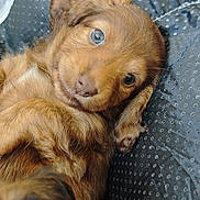Nala a rejoint le concours — aidez-le/la à gagner de superbes lots ! dog, puppy, brown_puppy, canine, pet, close_up, fur, blue_eyes, cute, nose, whiskers, floppy_ears, cushion, blanket, bed, portrait, indoor, looking_at_camera, relaxed, young