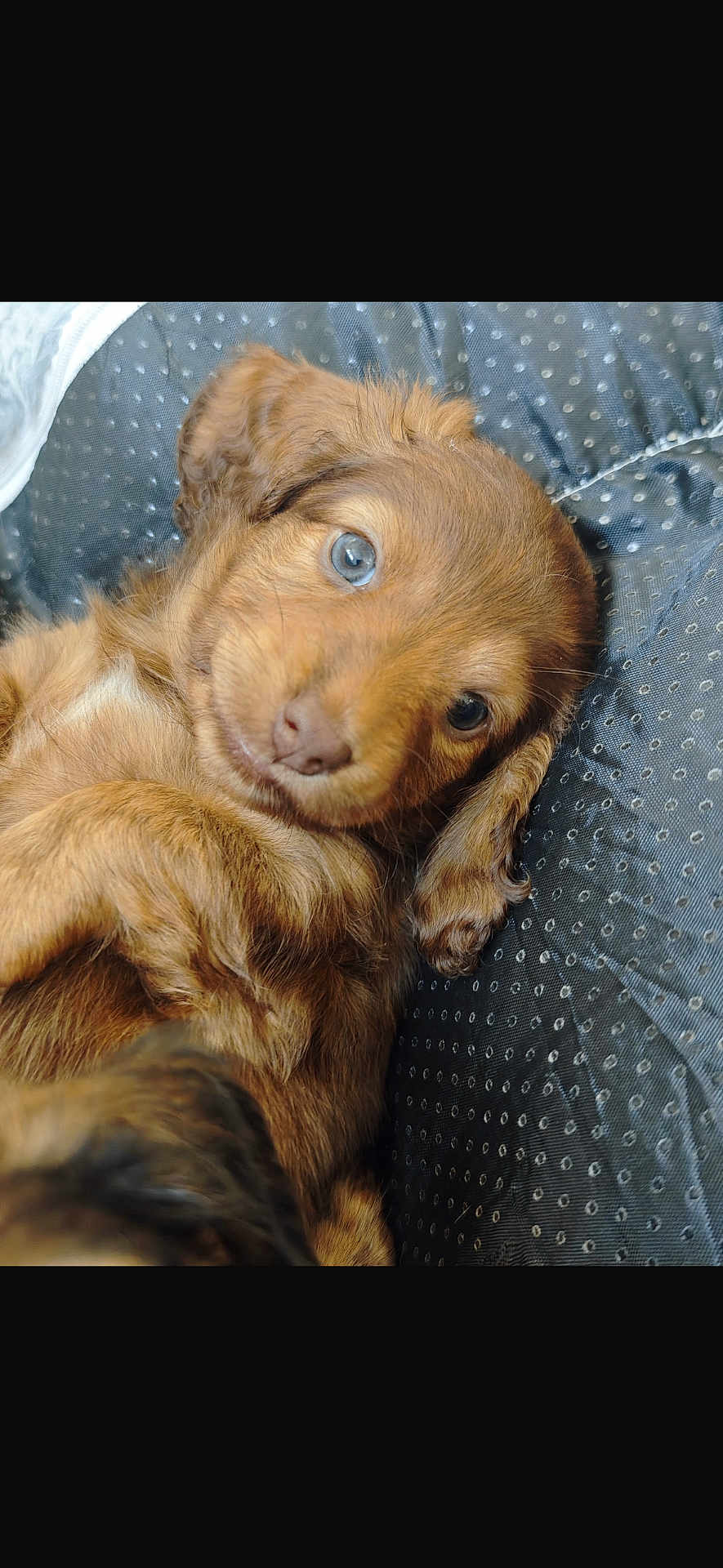 Nala a rejoint le concours — aidez-le/la à gagner de superbes lots ! dog, puppy, brown_puppy, canine, pet, close_up, fur, blue_eyes, cute, nose, whiskers, floppy_ears, cushion, blanket, bed, portrait, indoor, looking_at_camera, relaxed, young
