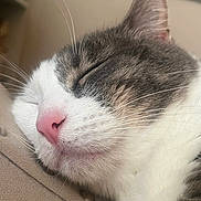 Azul is registered to the contest to win money with this photo: animal, cat, close_up, cozy, cute, domestic, face, fur, indoor, muzzle, peaceful, pet, pink_nose, relaxation, resting, sleeping, soft, tabby, whiskers, white