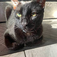 Margarita is registered to the contest to win money with this photo: animal, black_cat, cat, closeup, cute, domestic_cat, ears, feline, fur, green_eyes, indoor, mystical, pet, portrait, relaxed, resting, shadow, sunlight, tile_floor, whiskers