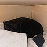 Margarita is registered to the contest to win money with this photo: animal, black_cat, blanket, cat, corner, cozy, curled_up, feline, home, indoor, pet, quiet, resting, shadow, sleeping, small_space, soft_texture, timestamp, towel, warm_light