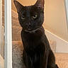 Margarita joined the competition — help win amazing prizes! animal, black_cat, carpet, cat, domestic_cat, ears, feline, fur, green_eyes, home, house, indoor, looking, pet, portrait, sitting, stairs, wall, whiskers, white_railings