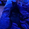 animal, bedroom, black_cat, blanket, blue_light, cat, comfort, cozy, cute, domestic_animal, feline, floor, indoor, pet, plush_pillow, relaxing, resting, soft_texture, stuffed_toys, wood_floor