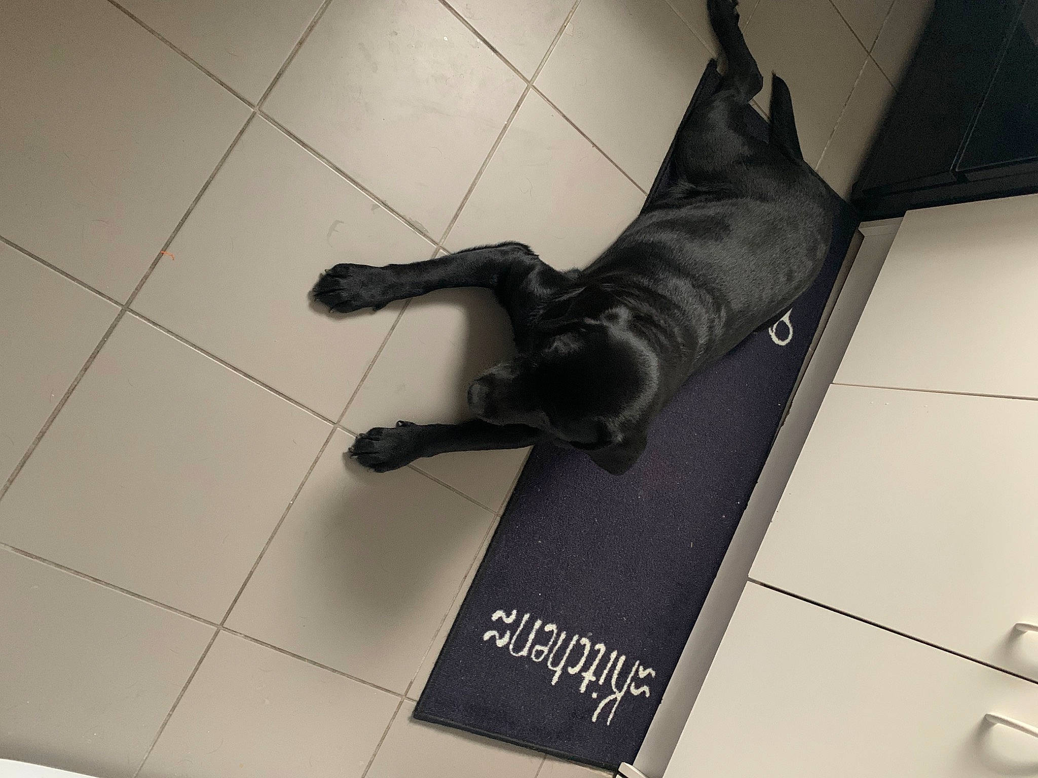 Toupie a rejoint le concours — aidez-le/la à gagner de superbes lots ! art, dog_breed, flooring, font, metal, monochrome, monochrome_photography, personal_protective_equipment, room, sculpture, shadow, statue, tail, tile, tile_flooring, tourist_attraction, visual_arts, working_animal