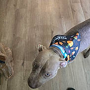 Sapphire joined the competition — help win amazing prizes! dog, blue_eyes, bandana, wooden_floor, pet, indoor, curious, looking_up, flooring, paws, collar, animal, canine, brown_dog, domestic_animal, floor, footwear, human_feet, casual, closeup