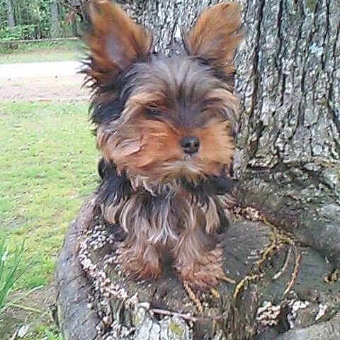 Tyco joined the competition — help win amazing prizes! animal, bark, canine, cute, daytime, dog, ears, fur, grass, leaf, mammal, nature, outdoor, park, pet, portrait, sitting, small_dog, tree, tree_stump