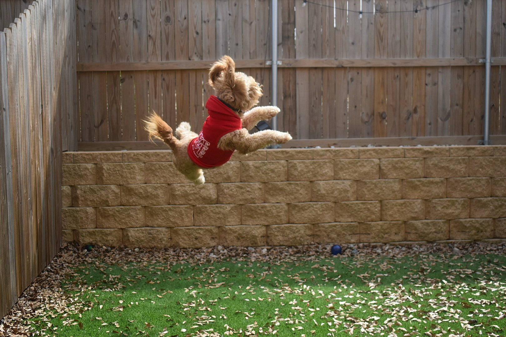 Waffles is registered to the contest to win money with this photo: acrobatics, backyard, balance, brick, brickwork, fence, flooring, fun, garden, grass, happy, leisure, people_in_nature, plant, recreation, sitting, soil, toy, wood, yard