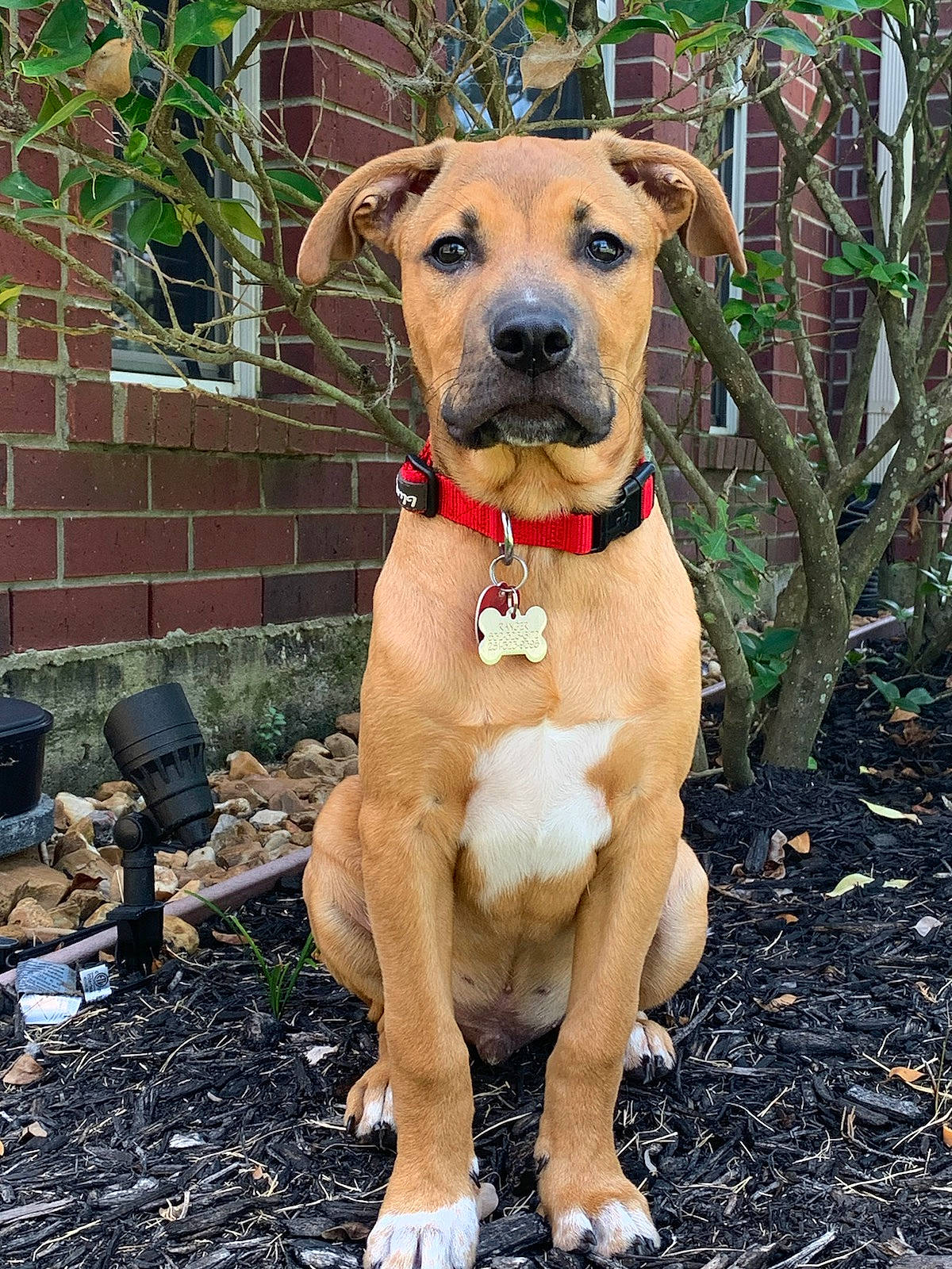 Ranger is registered to the contest to win money with this photo: american_pit_bull_terrier, american_staffordshire_terrier, black_mouth_cur, canidae, carnivore, catahoula_bulldog, dog, dog_breed, fawn, mammal, mountain_cur, non_sporting_group, potcake_dog, rare_breed_dog, snout, sporting_group, vertebrate