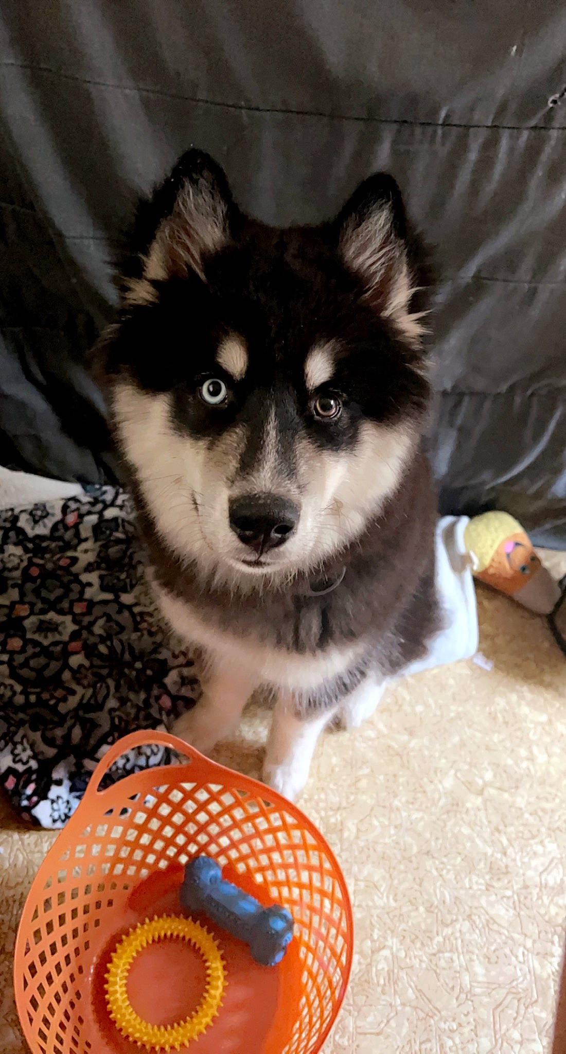 Grizzly joined the competition — help win amazing prizes! canidae, canis, carmine, carnivore, companion_dog, dog, dog_breed, dog_clothes, dog_supply, fawn, fur, sled_dog, snout, sporting_group, stuffed_toy, terrestrial_animal, toy, whiskers, working_animal, working_dog