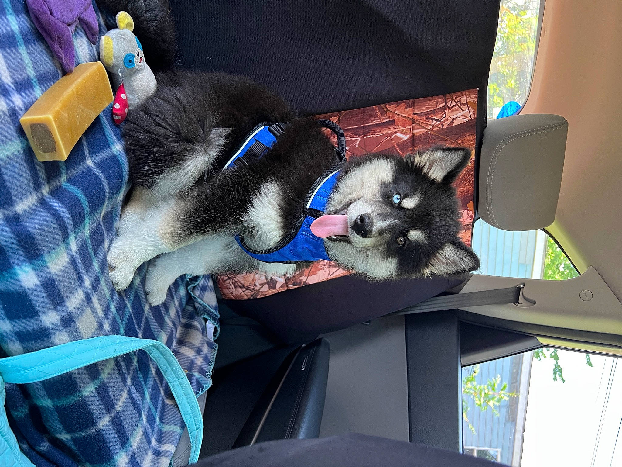 Grizzly is registered to the contest to win money with this photo: canidae, carnivore, collar, comfort, companion_dog, dog_breed, domestic_short_haired_cat, electric_blue, felidae, foot, fur, mammal, siberian_husky, small_to_medium_sized_cats, snout, sporting_group, tail, whiskers, working_animal