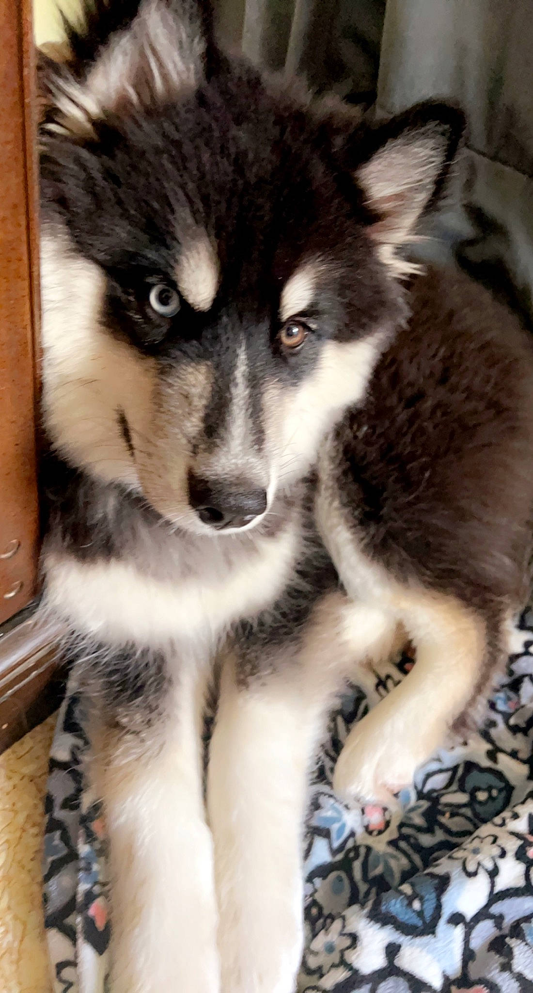 Grizzly is registered to the contest to win money with this photo: canidae, canis, carnivore, companion_dog, dog, dog_breed, eye, fur, head, iris, jaw, siberian_husky, sled_dog, snout, sporting_group, terrestrial_animal, whiskers, wildlife, wolf, working_animal