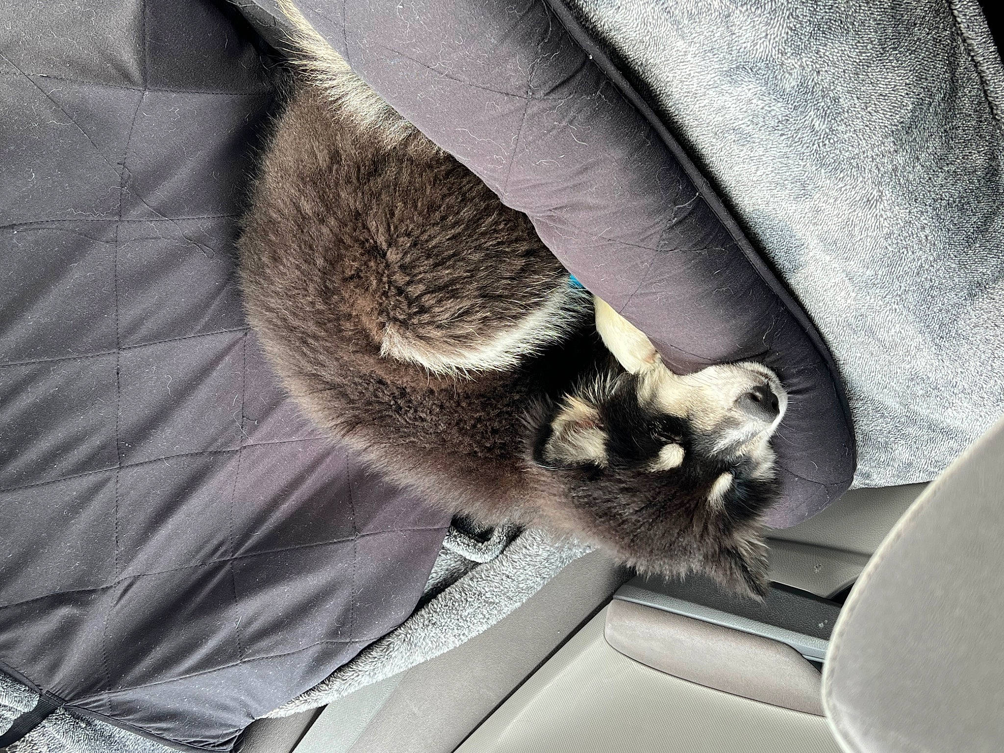 Grizzly joined the competition — help win amazing prizes! canidae, carnivore, cat, claw, comfort, domestic_short_haired_cat, felidae, foot, fur, grey, human_leg, lap, nap, paw, small_to_medium_sized_cats, tail, whiskers, windshield