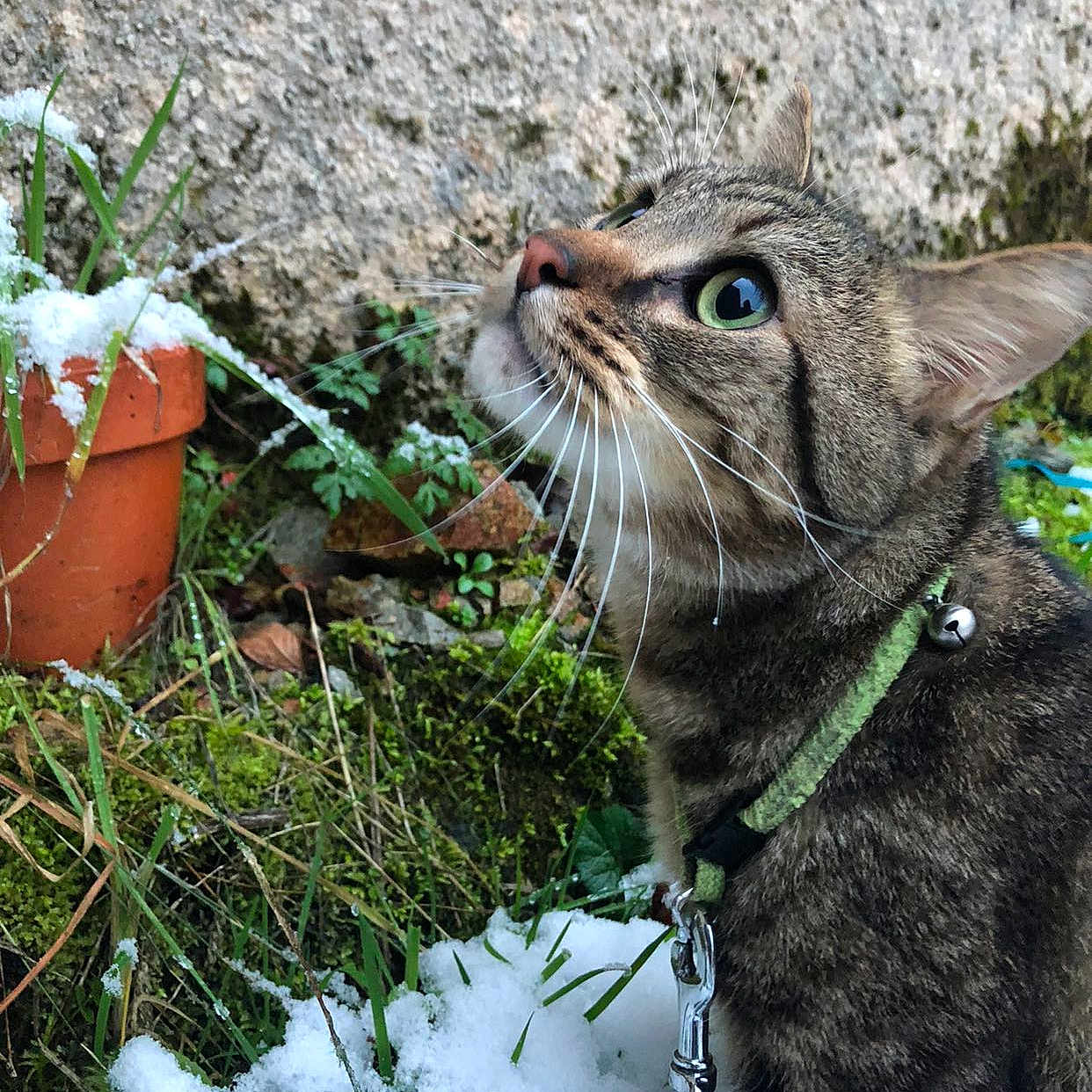 Caramel a rejoint le concours — aidez-le/la à gagner de superbes lots ! animal, bell, cat, closeup, collar, curious, feline, grass, green_eyes, leash, moss, nature, outdoor, pet, snow, tabby, terracotta_pot, wall, whiskers, winter