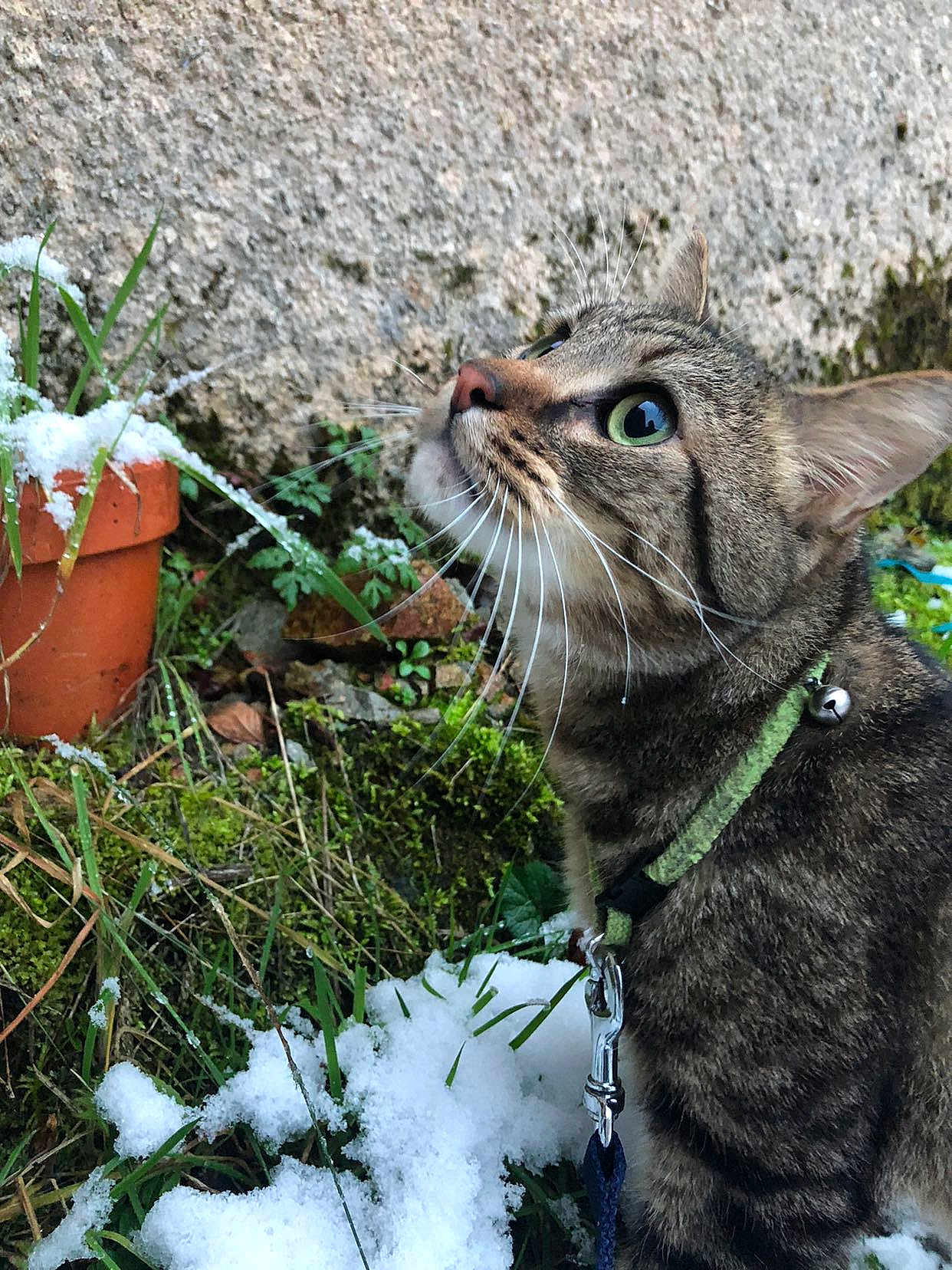 Caramel
