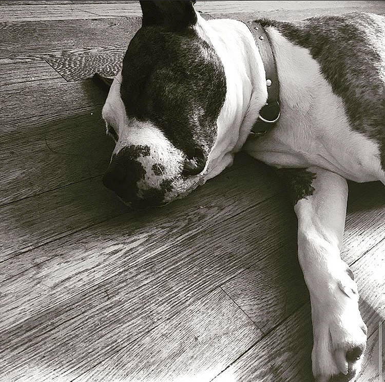 Roxy is registered to the contest to win money with this photo: american_bulldog, american_staffordshire_terrier, boston_terrier, canidae, carnivore, companion_dog, dog, dog_breed, ear, fawn, mammal, non_sporting_group, nose, olde_english_bulldogge, puppy_love, snout, sporting_group, tail, valley_bulldog, vertebrate