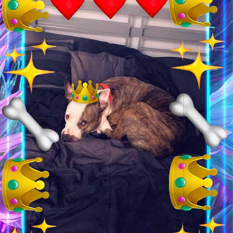 Roxy is registered to the contest to win money with this photo: