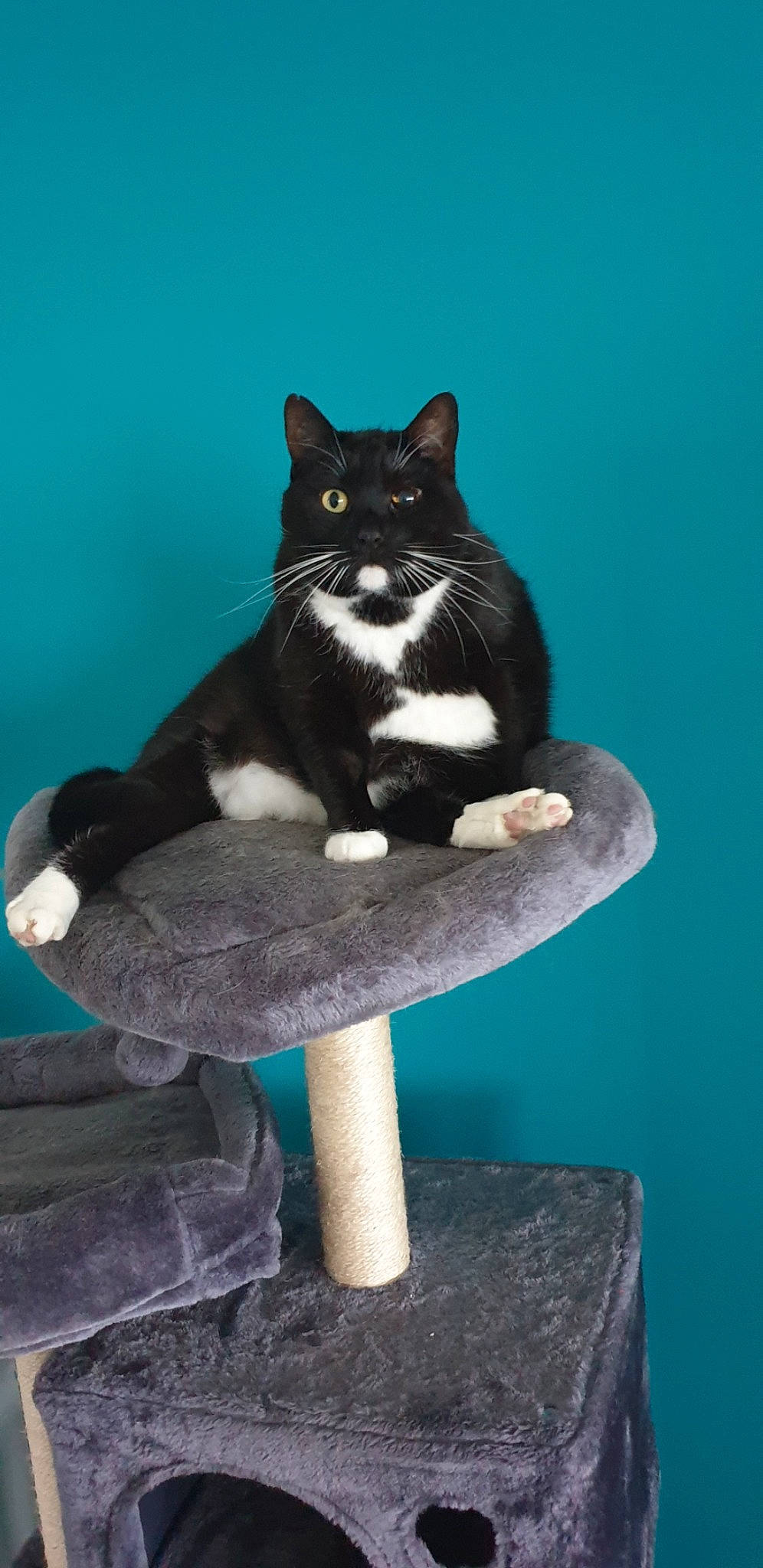 Nismo participe au concours pour gagner de l'argent avec cette photo : art, black_cat, carnivore, cat, cat_furniture, cat_supply, domestic_short_haired_cat, electric_blue, felidae, fur, grass, pet_supply, sitting, small_to_medium_sized_cats, tail, tree, whiskers