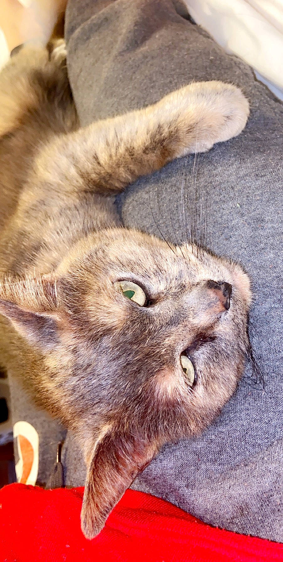 Mandy is registered to the contest to win money with this photo: asian, carnivore, cat, claw, close_up, domestic_short_haired_cat, ear, european_shorthair, fawn, felidae, fur, kitten, organism, small_to_medium_sized_cats, snout, tabby_cat, whiskers