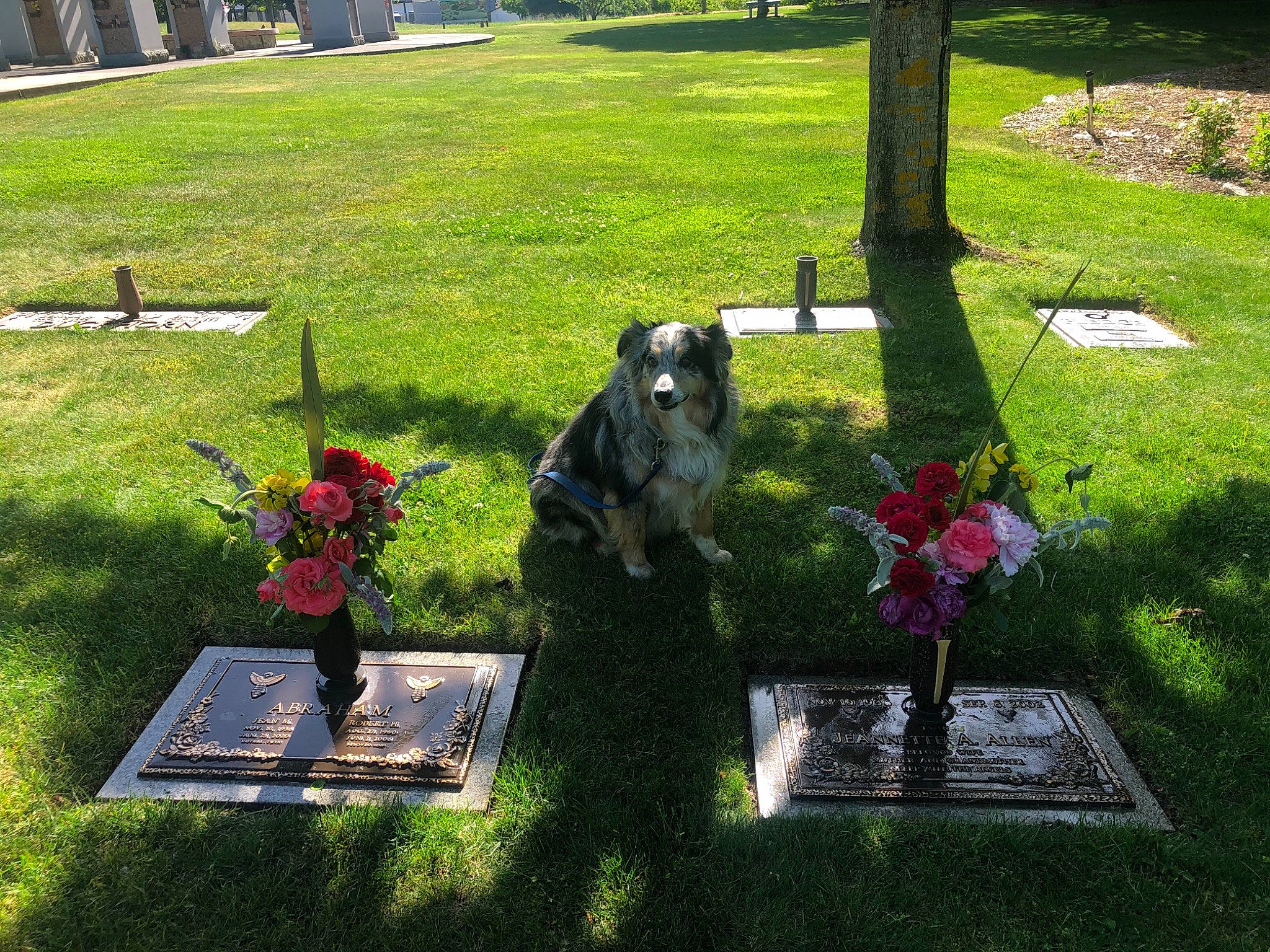 Dundee joined the competition — help win amazing prizes! biome, botany, cemetery, flower, flowerpot, grass, grass_family, grave, green, groundcover, headstone, landscape, lawn, leisure, petal, plant, recreation, shrub, tree, vegetation