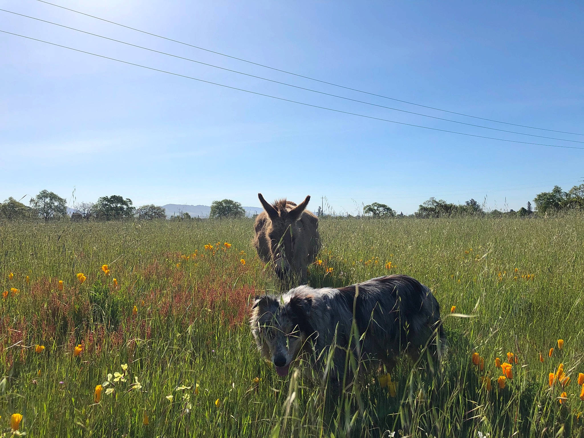 Dundee is registered to the contest to win money with this photo: agriculture, cloud, field, flower, grass, grassland, grazing, landscape, meadow, natural_landscape, pasture, people_in_nature, plain, plant, prairie, rural_area, sky, terrestrial_animal, tree, working_animal