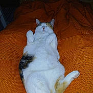Noisette participe au concours pour gagner de l'argent avec cette photo : animal, calico, cat, comfort, cozy, cute, domestic_cat, feline, fluffy, indoor, knitted_texture, lying_down, nap, orange_blanket, paws_up, pet, relaxed, resting, sleeping, white_fur