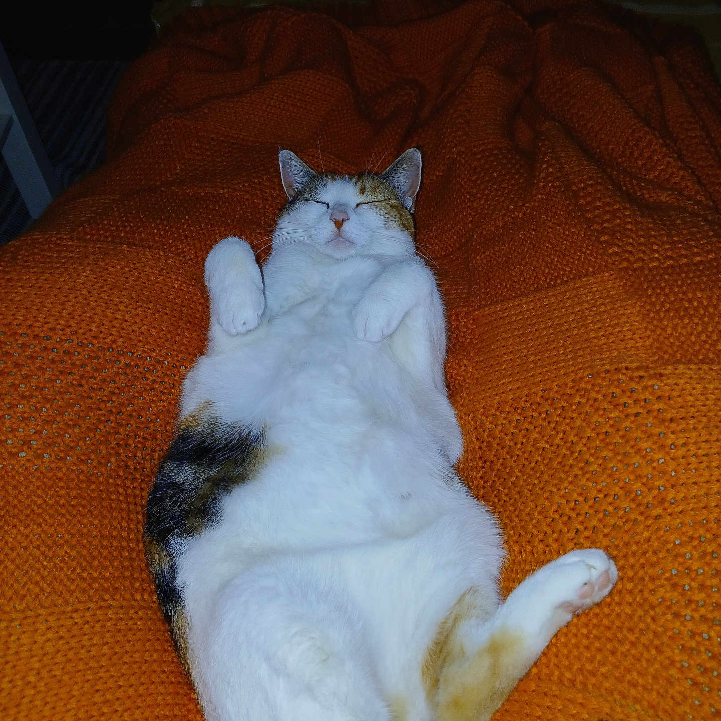 Noisette