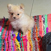 Paco is registered to the contest to win money with this photo: puppy, dog, small_dog, fluffy, indoor, colorful_rug, floor, tile_floor, cute, pet, animal, brown, tan, fur, sitting, looking, curious, cozy, furniture, home