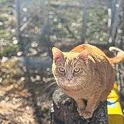 Honey joined the competition — help win amazing prizes! animal, blurred_background, cat, closeup, curious, daylight, ears, feline, garden, looking, mammal, nature, orange_tabby, outdoor, pet, sitting, sunlight, tail, tree_stump, whiskers