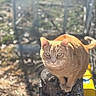 animal, blurred_background, cat, closeup, curious, daylight, ears, feline, garden, looking, mammal, nature, orange_tabby, outdoor, pet, sitting, sunlight, tail, tree_stump, whiskers