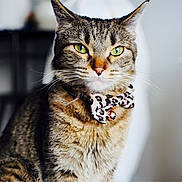 Lillian Ann Sexton is registered to the contest to win money with this photo: cat, tabby_cat, green_eyes, bow_tie, indoor, pet, animal, feline, whiskers, fur, close_up, portrait, sitting, domestic_cat, focused, cute, household, pet_accessory, leopard_print, bell