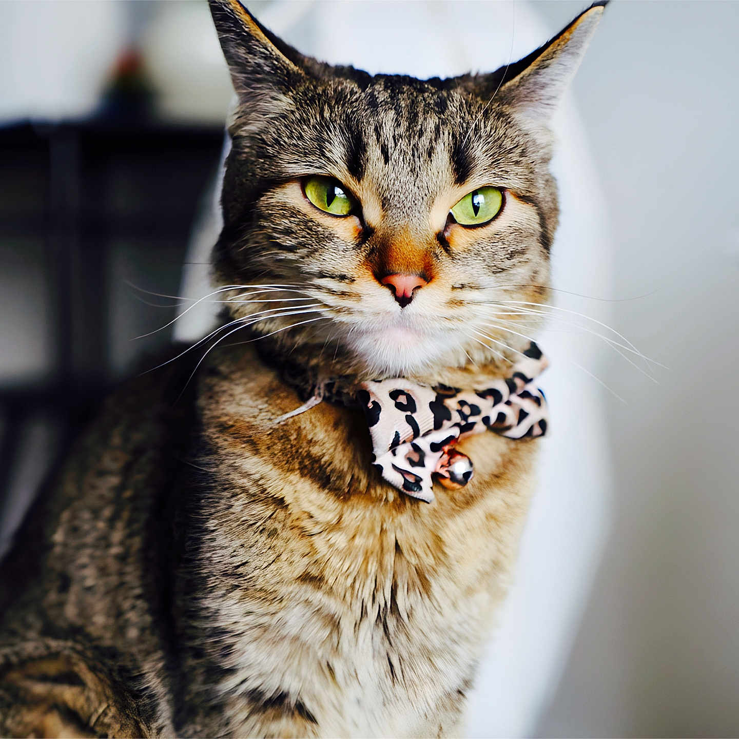 Lillian Ann Sexton is registered to the contest to win money with this photo: animal, bell, bow_tie, cat, close_up, cute, domestic_cat, feline, focused, fur, green_eyes, household, indoor, leopard_print, pet, pet_accessory, portrait, sitting, tabby_cat, whiskers