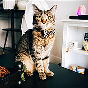Lilly Ann Sexton joined the competition — help win amazing prizes! abyssinian, accessories, animal, architecture, bag, bookcase, building, cat, furniture, handbag, hardwood, indoors, kitten, livingroom, manx, person, pet, shelf, table, wood