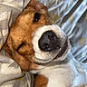 Lixy participe au concours pour gagner de l'argent avec cette photo : dog, sleeping, blanket, cozy, brown_and_white, pet, close_up, cute, snuggled, indoor, relaxed, fur, animal, face, nostrils, whiskers, portrait, comfort, resting, warm