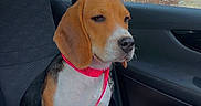 Lixy a rejoint le concours — aidez-le/la à gagner de superbes lots ! beagle, dog, pet, car, passenger_seat, blanket, pink_collar, animal, indoors, window, brick_wall, seatbelt, resting, canine, fur, ears, snout, domestic_animal, comfort, vehicle_interior