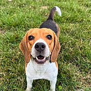 Lixy participe au concours pour gagner de l'argent avec cette photo : beagle, dog, pet, grass, outdoor, canine, animal, smiling, happy, nature, fur, ears, tail, walking, mammal, friendly, closeup, portrait, playful, cute