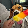 Lixy participe au concours pour gagner de l'argent avec cette photo : dog, popsicle, hand, tongue, couch, striped_couch, television, plant, pink_flowers, indoor, pet, canine, living_room, furniture, animal, playful, close_up, colorful, summer_treat, happy