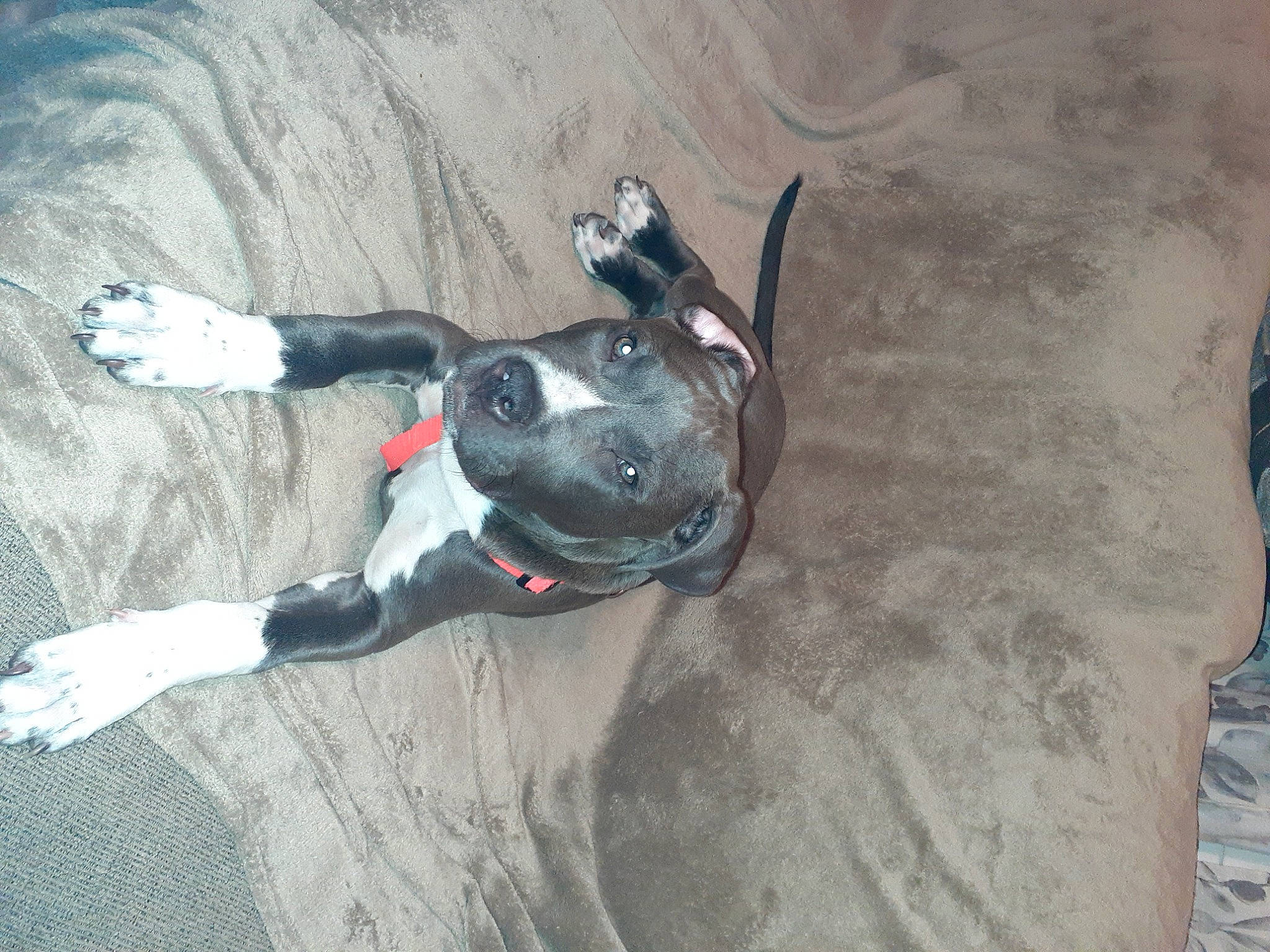 Gunnar joined the competition — help win amazing prizes! adventure, canidae, carmine, carnivore, dog, dog_breed, fictional_character, fun, grey, non_sporting_group, shadow, sporting_group, tail