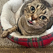 Lulu joined the competition — help win amazing prizes! animal, brown_fur, carpet, cat, close_up, cozy, ears, eyes, face, gray_fur, lying_down, pet, pet_bed, plaid, portrait, relaxed, striped_fur, tabby_cat, tongue, whiskers