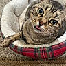 animal, brown_fur, carpet, cat, close_up, cozy, ears, eyes, face, gray_fur, lying_down, pet, pet_bed, plaid, portrait, relaxed, striped_fur, tabby_cat, tongue, whiskers