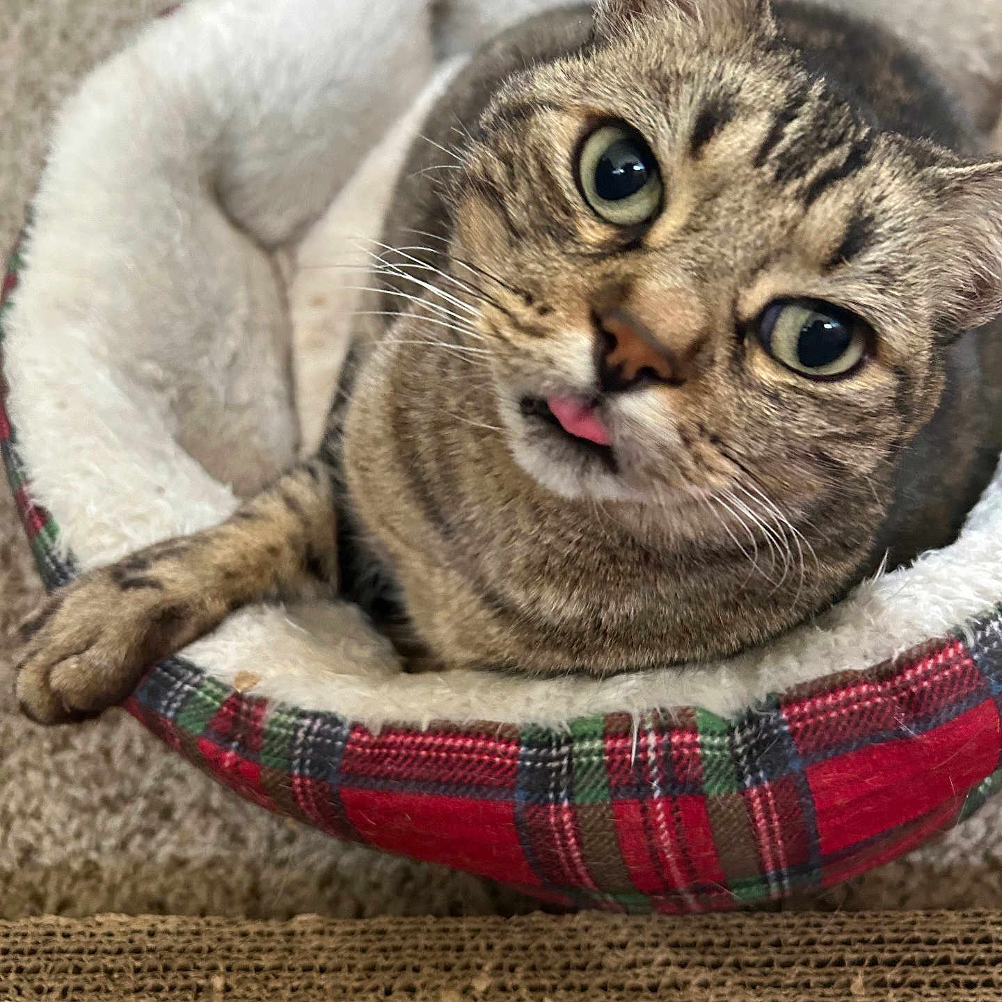 Lulu